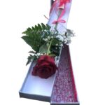 One Rose in Vase