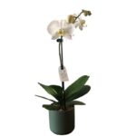 Philaenopsis Orchid in pot