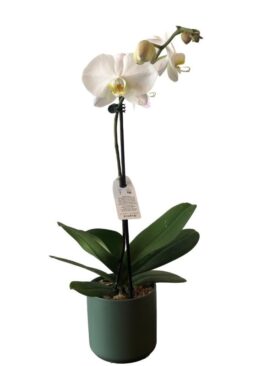 Philaenopsis Orchid in pot